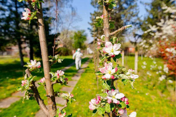 Kukkivat Nuoret Silmut Vaaleanpunainen Valkoinen Terälehtiä Oksalla Hedelmäpuussa Hedelmätarhassa Aikaisin — kuvapankkivalokuva