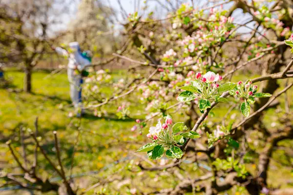 Nuori Kukka Silmut Vaaleanpunainen Valkoinen Terälehtiä Oksalla Omenapuun Hedelmätarhassa Alkukeväällä — kuvapankkivalokuva