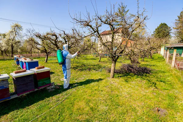 早春に果樹園のリンゴの木の枝にピンクと白の花弁を持つ花芽 保護服の背景農家はリンゴの近くに長い噴霧器で果物の木を噴霧します — ストック写真