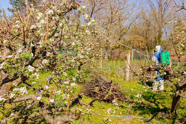 Młode Pąki Kwiatowe Różowymi Białymi Płatkami Gałęzi Jabłoni Sadzie Wczesną — Zdjęcie stockowe