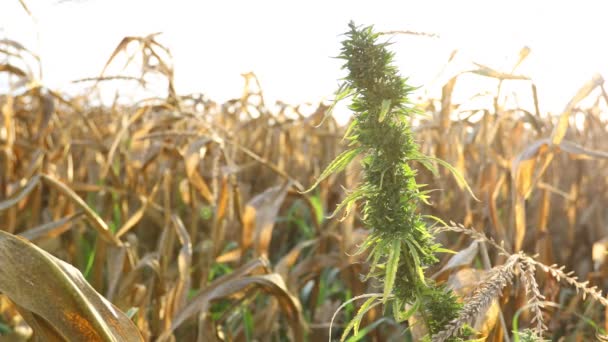 Swingen Wind Met Terug Licht Industriële Hennep Cannabis Sativa Groeit — Stockvideo