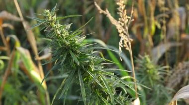 Rüzgarda hareket eden sanayi keneviri, mısır tarlasında yetişen sativa rüzgarda sallanan sanayi keneviri keneviri, sonbaharda kuru mısır tarlasının yanında yetişiyor..