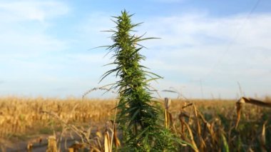 Rüzgarda hareket eden sanayi keneviri, mısır tarlasında yetişen sativa rüzgarda sallanan sanayi keneviri keneviri, sonbaharda kuru mısır tarlasının yanında yetişiyor..