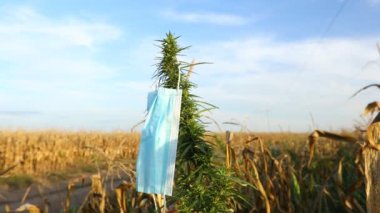 Koruyucu tıbbi cerrahi yüz maskesi ile rüzgar endüstriyel kenevir üzerinde sallanan kenevir sativa, sonbaharda kuru mısır tarlasının yanında yetişiyor..