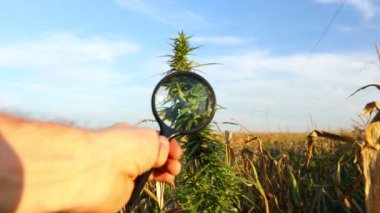 Observing flower of industrial hemp, Cannabis sativa, with magnifying glass as growing wild next to the field of dry corn in autumn.