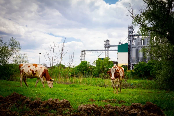 2頭の牛が食べている 牧草地で草を放牧 農業工業地帯の前の牧草地 いくつかの金属サイロ 貯蔵タンク 穀倉地帯 サイロと複合体 — ストック写真