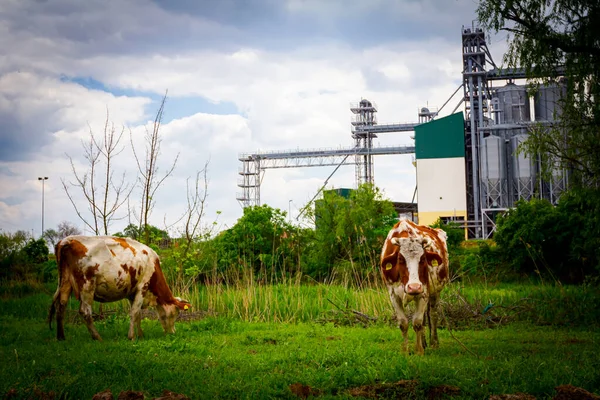 2頭の牛が食べている 牧草地で草を放牧 農業工業地帯の前の牧草地 いくつかの金属サイロ 貯蔵タンク 穀倉地帯 サイロと複合体 — ストック写真