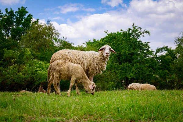 Herd Sheep Calves Eating Grazing Grass Pasture Meadow — Stock Photo, Image
