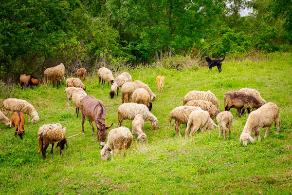 Mixed Herd Sheep Goats Eating Grazing Grass Pasture Meadow One — Stock Photo, Image