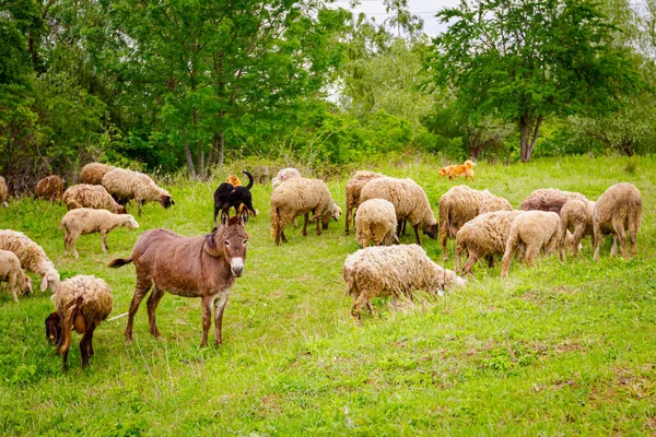 Ovejas Rebaño Están Comiendo Pastando Hierba Pasto Prado Con Burro — Foto de Stock