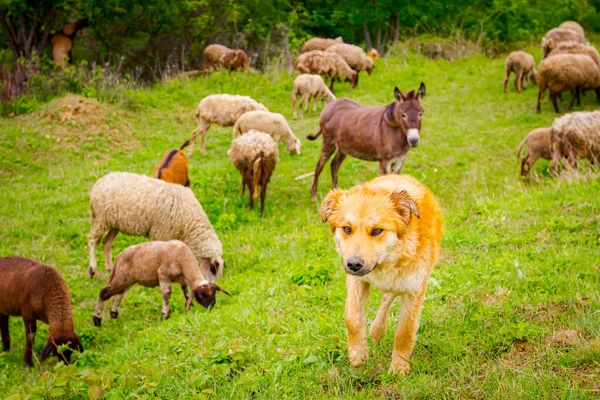 Pásztor Kutya Vigyáz Vegyes Juh Kecske Csorda Eszik Legelő Legelőn — Stock Fotó
