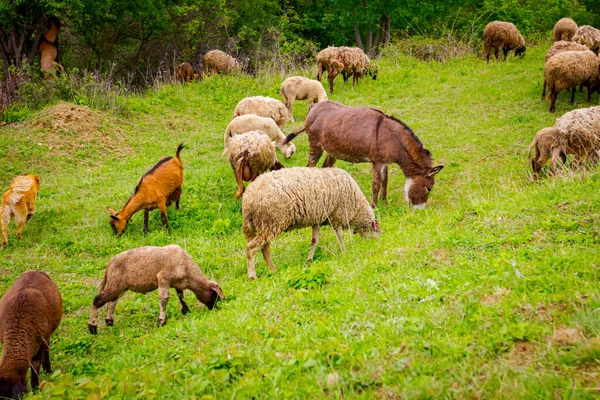 Manada Mixta Ovejas Cabras Están Comiendo Pastando Hierba Pasto Prado —  Fotos de Stock