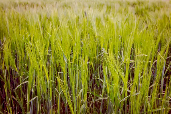 Düşük Açı Yakın Çekim Genç Yeşil Kulaklar Buğday Filizi Baharda — Stok fotoğraf