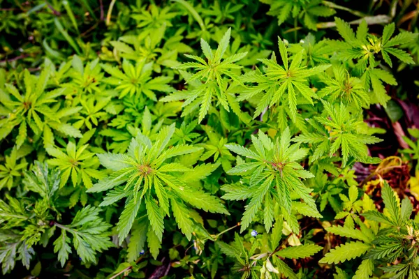 Industriehanf Cannabis Sativa Wächst Wild Landwirtschaftlichen Feld Frühling — Stockfoto