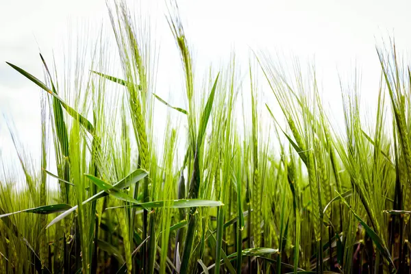 Düşük Açı Yakın Çekim Genç Yeşil Kulaklar Buğday Filizi Baharda — Stok fotoğraf