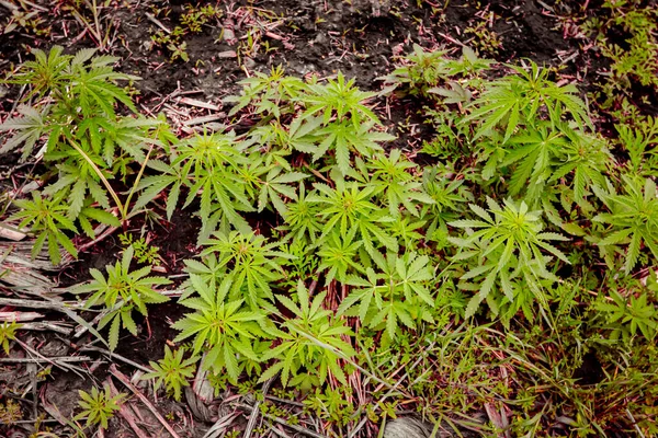 Industriehanf Cannabis Sativa Wächst Wild Landwirtschaftlichen Feld Frühling — Stockfoto