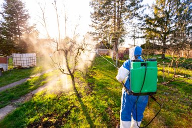 Arkadan çekilen, koruyucu giysilerle çiftçiye arka plan ışığı meyve ağaçlarını uzun spreyle ilaçlayarak ilkbaharın başlarında onları mantar hastalığından veya haşaratlardan korur..