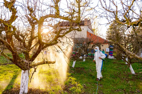 stock image Farmer in protective clothing sprays fruit trees in orchard using long sprayer to protect them with chemicals from fungal disease or vermin at early springtime, near bee colony, apiary