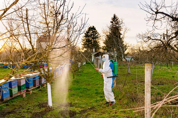 保護服の農家は 蜂のコロニーの近くで 早春に真菌病や害虫から化学物質でそれらを保護するために長い噴霧器を使用して果樹園で果物の木を噴霧します — ストック写真