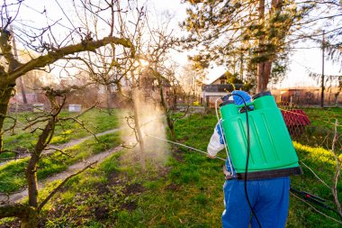 Arkadan çekilen, koruyucu giysilerle çiftçiye arka plan ışığı meyve ağaçlarını uzun spreyle ilaçlayarak ilkbaharın başlarında onları mantar hastalığından veya haşaratlardan korur..
