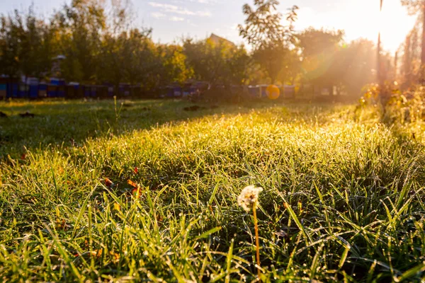 Low Angle View Dew Drops Grass Early Morning Sun Orchard — Stock Photo, Image