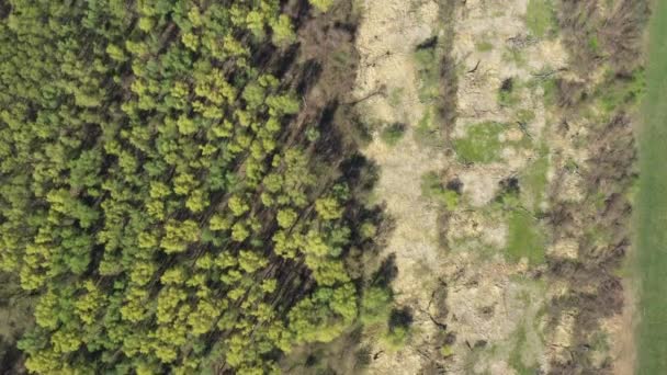 Bovenaanzicht Overvliegende Vegetatie Opgedroogd Moeras Naast Het Oude Bos Tijdens — Stockvideo