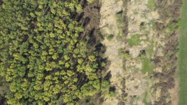 Ovanför Vyn Överflygande Vegetation Torkat Träsk Intill Den Gamla Skogen — Stockvideo