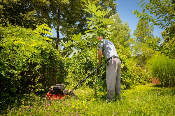 Jardinero Está Cortando Hierba Patio Con Cortacésped Entre Árboles Frutales — Foto de Stock