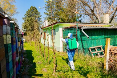 Meyve bahçesindeki elma ağaçlarının dalında çiçek tomurcukları, çeşitli boş arı kovanları ve kulübelerin arasında koruyucu bir çiftçi, meyve dallarına uzun spreyler sıkar..