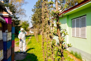 Meyve bahçesindeki elma ağaçlarının dalında çiçek tomurcukları, çeşitli boş arı kovanları ve kulübelerin arasında koruyucu bir çiftçi, meyve dallarına uzun spreyler sıkar..