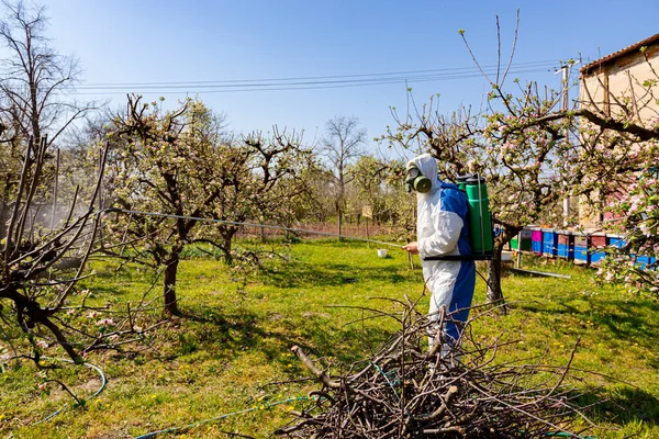 Baharın Başında Meyve Bahçesindeki Elma Ağacının Dalına Pembe Beyaz Yapraklar — Stok fotoğraf