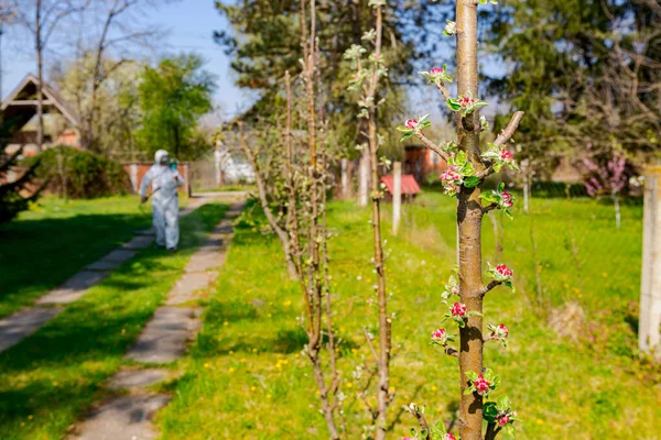 Young blossom buds with pink and white petals on the branch of apple tree in orchard at early spring, in the background farmer in protective clothes sprays fruit trees.