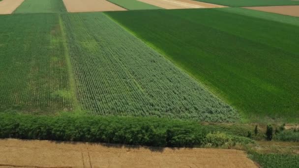 上記のビューでは カメラのパンニング ドリーは 農地で成熟した小麦を切断し 収穫を組み合わせる 後方にオーバーフライ収穫機を移動します — ストック動画