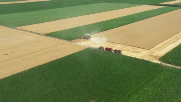 ビューの上に大胆な動き 農業の収穫者の周りの軌道は 彼が農場の畑で成熟した小麦を切断し 収穫するときに結合します 2つのトレーラーを持つトラクターは輸送を待っています — ストック動画
