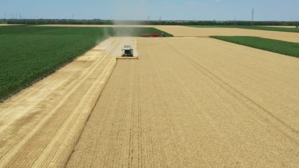 上記のビューは 彼が農場の畑で成熟した小麦を切断し 収穫するときに ドリーは 前方の農業の収穫者を上空に移動します 2つのトレーラーを持つトラクターは輸送を待っています — ストック動画