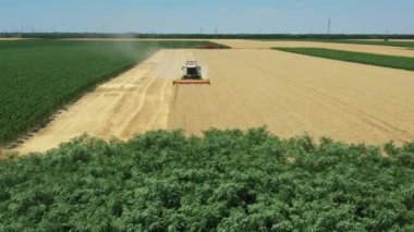 Yukarıda gördüğünüz kule, tarımsal hasat için ileriye doğru uçuyor, çiftlikteki buğdayları kesip biçerken birleşiyor. İki römorklu traktör transferi bekliyor..