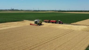 Dolly 'nin üstünde, tarım hasat makinesinin yörüngesinde, çiftlikte buğday keserken ve hasat ederken birleşiyor. İki römorklu traktör transferi bekliyor..