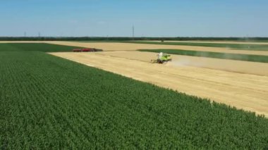 Dolly 'nin üstünde, tarım hasat makinesinin yörüngesinde, çiftlikte buğday keserken ve hasat ederken birleşiyor. İki römorklu traktör transferi bekliyor..