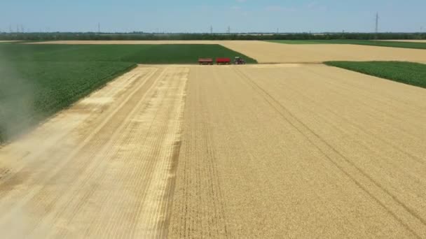 Dolly Çiftlikte Olgun Buğday Keserken Hasat Ederken Ters Tarımsal Hasat — Stok video