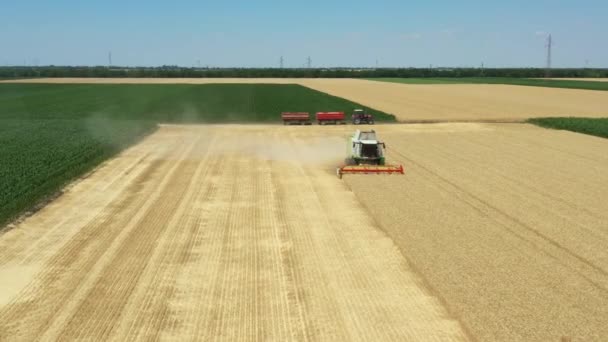 Dolly Nin Üstünde Tarım Hasat Makinesinin Yörüngesinde Çiftlikte Buğday Keserken Stok Video