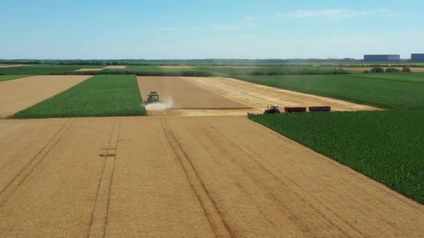 ビューの上に大胆な動き 農業の収穫者の周りの軌道は 彼が農場の畑で成熟した小麦を切断し 収穫するときに結合します 2つのトレーラーを持つトラクターは輸送を待っています — ストック動画