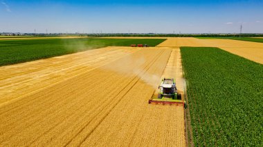 Tarımsal biçerdöver üzerinde, tarım arazilerindeki olgun buğdayları kesip biçiyor. İki römorklu traktör arka planda transkargo için hazır..