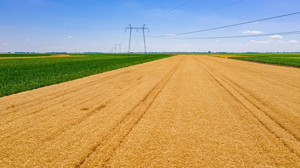 Выше Вид Культивируемый Участок Зрелой Пшеничной Растительностью Сельскохозяйственное Поле Перспектива — стоковое фото