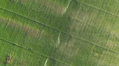 Üst görünümde, doli sulama sistemi üzerinde dönüşümlü olarak hareket ediyor, su püskürtücü su tabancaları, mısır tarlasında, büyümeye yardım ediyor, kurak mevsimde bitki örtüsü, mahsul verimini artırıyor.