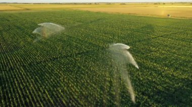 Dolly 'nin sulama sisteminin üzerinden geçmesiyle, su püskürtme silahları, mısır tarlasında, büyümeye yardım ediyor, kurak mevsimde bitki örtüsü, mahsul verimini artırıyor..