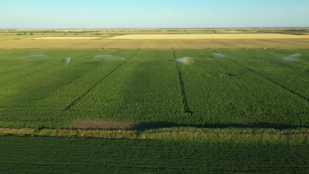 Acima Vista Sistema Irrigação Jato Água Pistolas Chuva Aspersores Campo — Vídeo de Stock