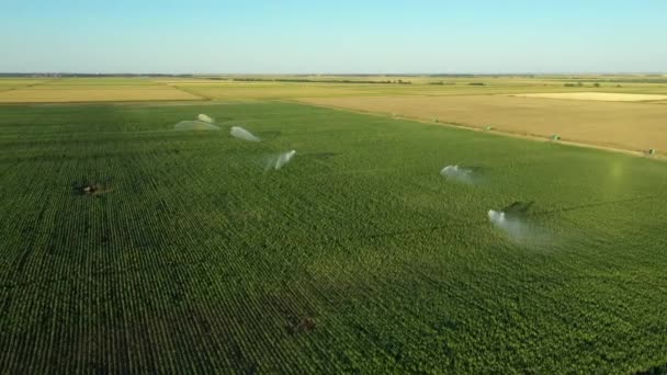 灌漑システムの周りにドリー移動軌道を持つビューの上に 水ジェット雨の銃スプリンクラーは トウモロコシとフィールド上で 成長を助け 乾季の植生 作物収量を増加させます — ストック動画