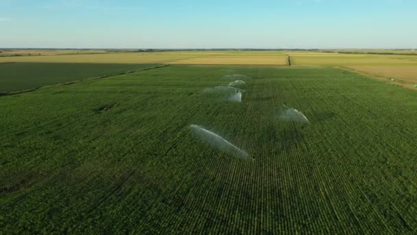 上图采用轮转环绕着灌溉系统 喷水式雨枪洒水器 田间种植玉米 帮助生长 旱季植被 增加作物产量 — 图库视频影像