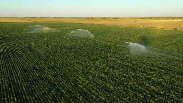 上記のビューでは ドリー移動 灌漑システムの周りの軌道 水ジェット雨銃スプリンクラー トウモロコシとフィールド上で 成長を助け 乾季の植生 作物収量を増加させます — ストック動画