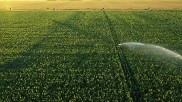 灌漑システムの上のビューでは 水ジェット雨の銃は トウモロコシの畑で 成長を助け 乾季の植生を増加させ 作物収量を増加させる — ストック動画